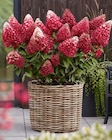 Rispenhortensie 'Bloody Marie' Angebot in Severin Rispenhortensie 'Bloody Marie' im aktuellen Prospekt bei BBM Baumarkt in Severin