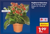 Aktuelles Geglitzerte Kalanchoe Angebot bei Netto Marken-Discount in Braunschweig ab 1,99 €