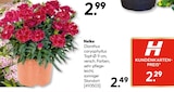 Nelke bei Hellweg im Dorsten Prospekt für 2,29 €