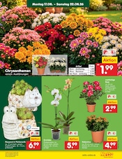 Ähnliche Bonsai Angebote im Prospekt "Aktuelle Angebote" von Netto Marken-Discount in Cottbus Ähnliche Angebote wie Bonsai im Prospekt "Aktuelle Angebote" auf Seite 13 von Netto Marken-Discount in Cottbus