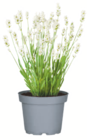 Aktuelle Pflanzen Angebote bei toom Baumarkt in Cottbus Aktuelles Lavendel Angebot bei toom Baumarkt in Cottbus ab 2,49 €