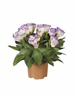 Aktuelle Pflanzen Angebote bei Lidl in Halle (Saale) Aktuelles Eustoma Angebot bei Lidl in Halle (Saale) ab 1,99 €