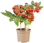 Légume 'Pick & Joy' en promo chez Lidl Rueil-Malmaison à 7,99 €