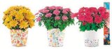 Chrysantheme en promo chez Hyper U Tourcoing à 3,99 €