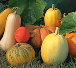 Courges dans le catalogue Delbard