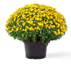 OBI Dingolfing - Chrysantheme Angebot im Prospekt Chrysantheme bei OBI im Dingolfing Prospekt für 5,99 €