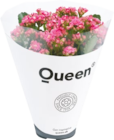 Kalanchoe von Queen im aktuellen Netto mit dem Scottie Prospekt für 2,29 €