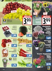 Garten im EDEKA Prospekt in Gießen Aktueller EDEKA Prospekt mit Garten, "Aktuelle Angebote", Seite 5
