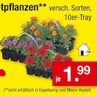 Zimmermann Hambühren - Topfpflanzen Angebot im Prospekt Topfpflanzen bei Zimmermann im Hambühren Prospekt für 1,99 €