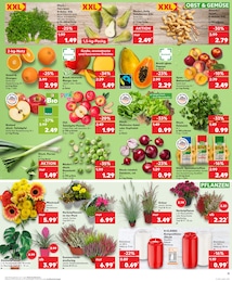 Kaufland Grünpflanzen im Prospekt 
