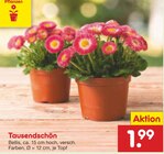 Netto Marken-Discount Winseldorf Prospekt mit  im Angebot für 1,99 €