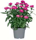 Aster im toom Baumarkt Prospekt Aster von im aktuellen toom Baumarkt Prospekt für 2,99 €