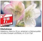 Christrose bei bauSpezi im Ebermannstadt Prospekt für 7,99 €