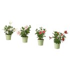 Pflanze Trichterblüte/versch. Farben im IKEA Prospekt Pflanze Trichterblüte/versch. Farben von DIPLADENIA im aktuellen IKEA Prospekt für 4,99 €