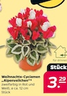 Weihnachts-Cyclamen 'Alpenveilchen' bei Netto mit dem Scottie im Joachimsthal Prospekt für 3,29 €