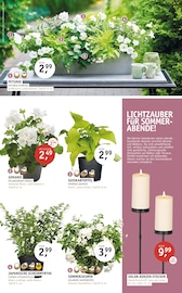 Aktueller ROSENGUT Langerwisch Prospekt mit Solarlampe, "BUNTE VIELFALT!", Seite 9