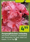 Purpurglöckchen rotlaubig (Heuchera) Angebote bei Pflanzen Kölle Germering für 4,99 €