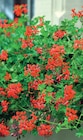 Plants de Géranium Lierre Simple en promo chez Super U Villeurbanne à 6,49 €