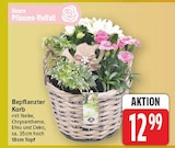 Bepflanzter Korb im aktuellen E center Prospekt