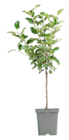 BIO-Apfelbaum im Angebot bei Blume 2000 in Göttingen BIO-Apfelbaum Angebote bei Blume 2000 Göttingen für 19,99 €