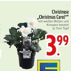 Christrose "Christmas Carol" Angebote bei EDEKA Ravensburg für 3,99 €