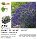 GROW BY OBI LAVENDEL "HIDCOTE" (LAVANDULA ANGUSTIFOLIA) von grow by OBI im aktuellen OBI Prospekt