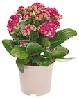 Kalanchoe bei Netto mit dem Scottie im Eggersdorf Prospekt für 1,99 €