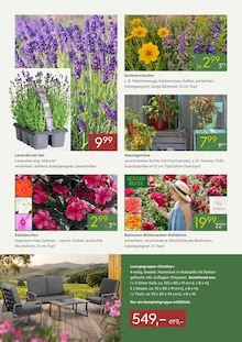 Lavendel im aktuellen Pflanzen Kölle Prospekt (Nürnberg) Lavendel im Pflanzen Kölle Prospekt "BLÜTENZAUBER für Ihren Garten" mit 2 Seiten (Nürnberg)