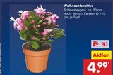 Weihnachtskaktus Angebote bei Netto Marken-Discount Gelsenkirchen für 4,99 €
