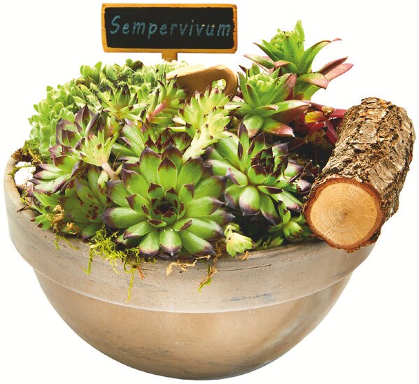 Coupe Sempervivum