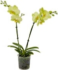Aktuelles Orchidee Angebot bei Kaufland in Duisburg ab 7,99 €