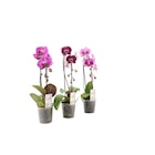 Orchidée cascade - Carrefour à Noisy-le-Grand Orchidée cascade en promo chez Carrefour Noisy-le-Grand à 9,99 €