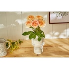 Bouquet de roses de jardin - FLEUR - Carrefour à Dijon Bouquet de roses de jardin - FLEUR en promo chez Carrefour Dijon à 15,00 €