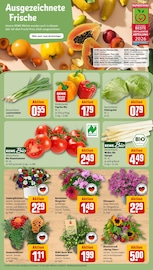 Ähnliche Blumenzwiebeln Angebote im Prospekt "Dein Markt" von REWE in Bonn Ähnliche Angebote wie Blumenzwiebeln im Prospekt "Dein Markt" auf Seite 7 von REWE in Bonn