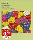 Primel von  im aktuellen V-Markt Prospekt für 0,79 €