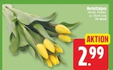 Herbsttulpen für 2,99 € bei EDEKA im Angebot Herbsttulpen im aktuellen EDEKA Prospekt
