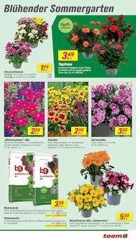 Blumen im aktuellen toom Baumarkt Prospekt (Hildesheim) Blumen im toom Baumarkt Prospekt "Respekt, wer's selber macht." mit 16 Seiten (Hildesheim)