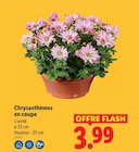 Chrysanthèmes en coupe - Lidl à Villenave-d'Ornon Chrysanthèmes en coupe en promo chez Lidl Villenave-d'Ornon à 3,99 €