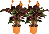 Plante fleurie à Carrefour dans Le Bizet