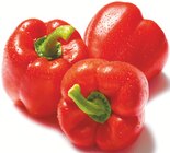 Paprika rot Angebote bei Netto mit dem Scottie Norderstedt für 1,59 €