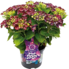 Aktuelle Hortensie Angebote bei Globus-Baumarkt in Darmstadt Aktuelles Music Collection Angebot bei Globus-Baumarkt in Darmstadt ab 24,99 €
