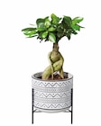 Plantes vertes en pot design en promo chez Lidl Aubervilliers à 7,99 €