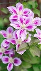 XXL-Clematis für 4,99 € bei Thomas Philipps im Angebot XXL-Clematis im aktuellen Thomas Philipps Prospekt