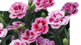 Aktuelles Nelke 'Pink Kisses' Angebot bei Hornbach in Koblenz ab 5,99 €
