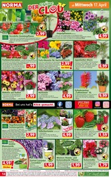 Blumenerde Angebot im aktuellen Norma Prospekt auf Seite 14