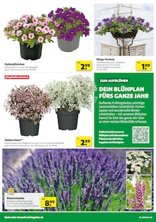 Aktueller Hagebaumarkt Prospekt "SO günstig geht das!" Aktueller Hagebaumarkt Prospekt