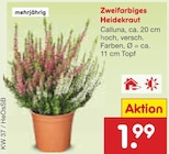 Zweifarbiges Heidekraut im Angebot bei Netto Marken-Discount in Bremerhaven Zweifarbiges Heidekraut Angebote bei Netto Marken-Discount Bremerhaven für 1,99 €