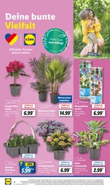 Ähnliche Angebote wie Tulpen im Prospekt "LIDL LOHNT SICH" auf Seite 4 von Lidl in Königswinter