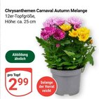 Aktuelles Chrysanthemen Carnaval Autumn Melange Angebot bei GLOBUS in Oberhausen ab 2,99 €