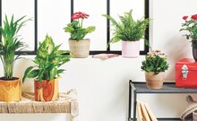PLANTE FLEURIE / PLANTE VERTE - Carrefour Market à Le Havre PLANTE FLEURIE / PLANTE VERTE en promo chez Carrefour Market Le Havre à 10,00 €